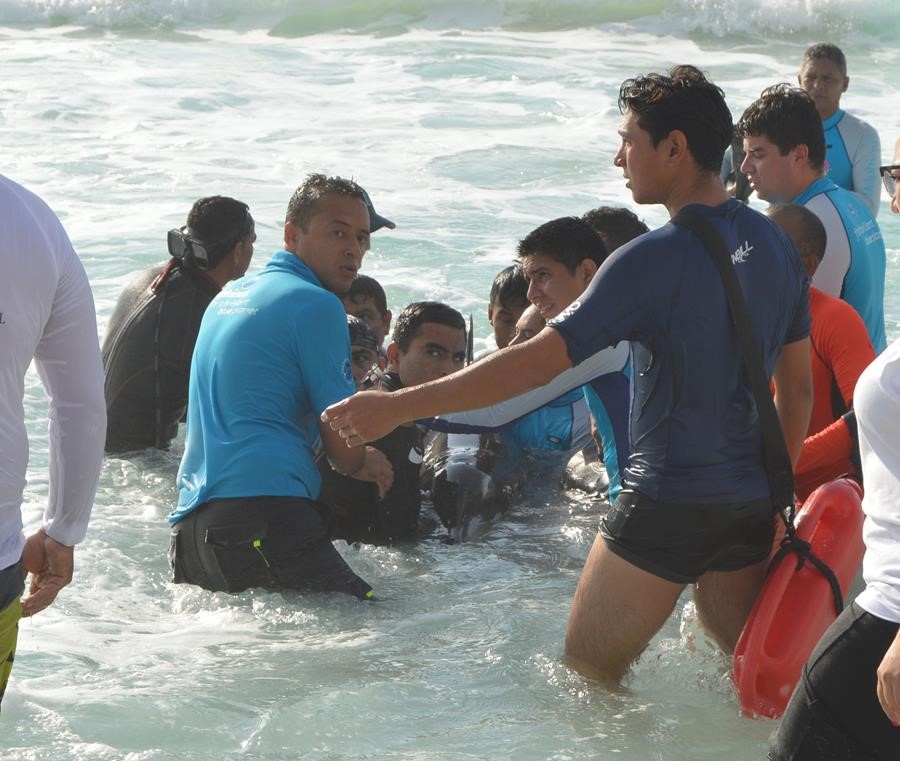 dolphin-rescue-on-cancun
