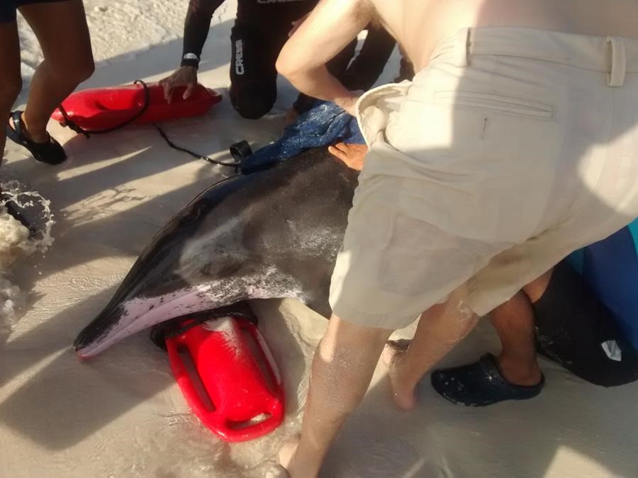dolphin-rescue-on-cancun dolphin-rescue-on-cancun