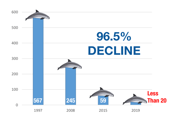 Delphinus vaquita numbers 2019