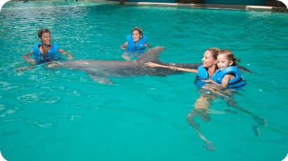 Delphinus nado con delfines libre