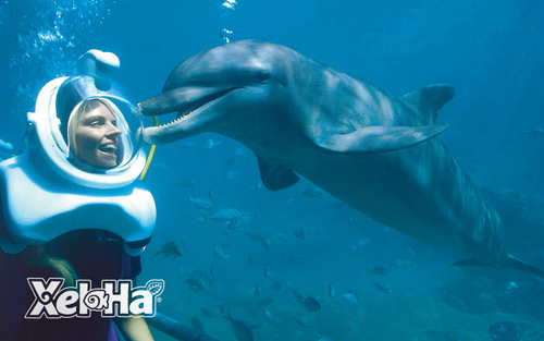 dolphin-trek-swim-with-dolphins-in-cancun.png