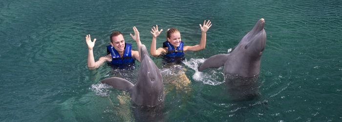 exclusive-swim-with-dolphins.png
