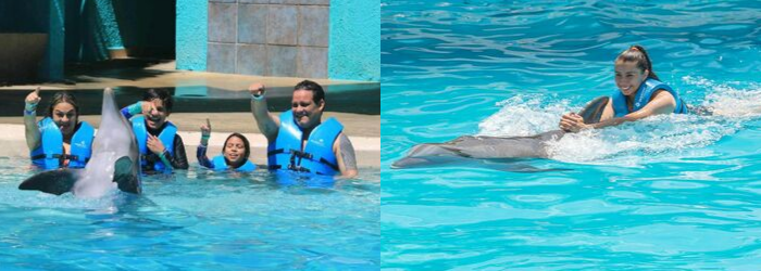 Delphinus swim with dolhpins Ride v Splash differences